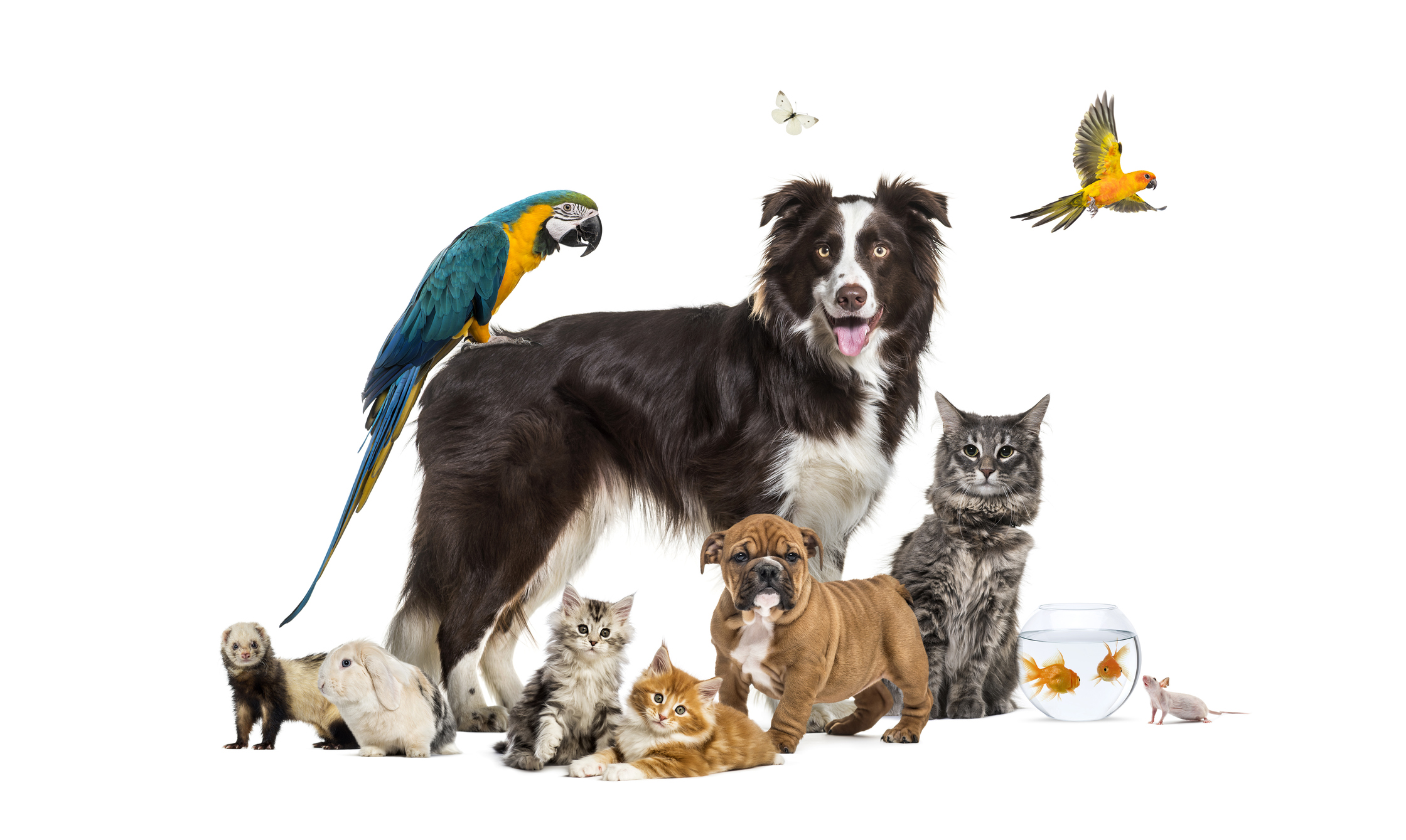 pets